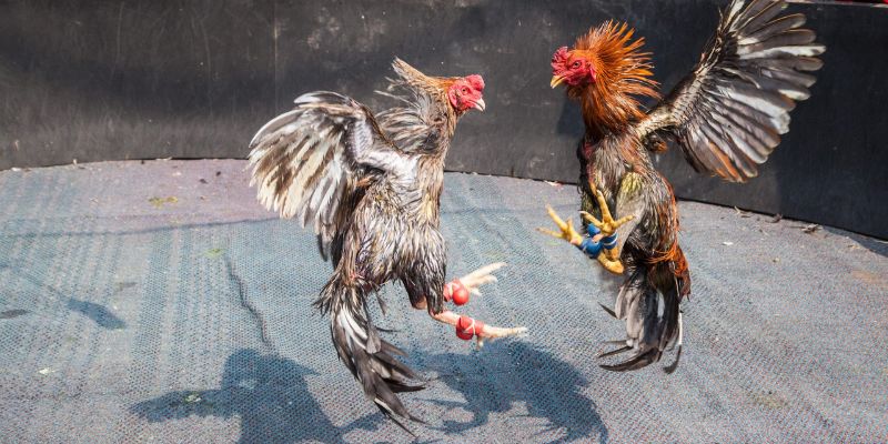 Các thể thức thi đấu live đá gà đa dạng với luật rõ ràng