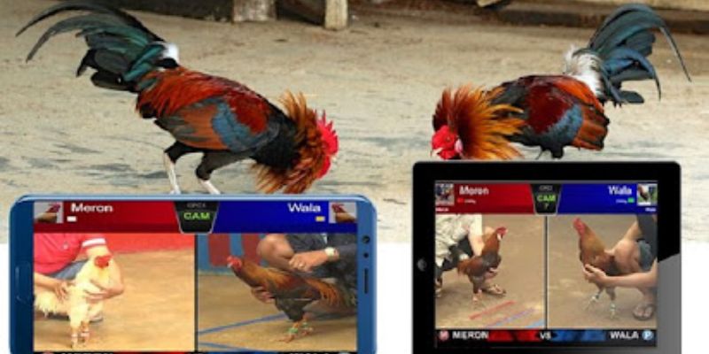 Dự đoán đá gà giúp nâng cao tỷ lệ thắng khi theo dõi trực tiếp