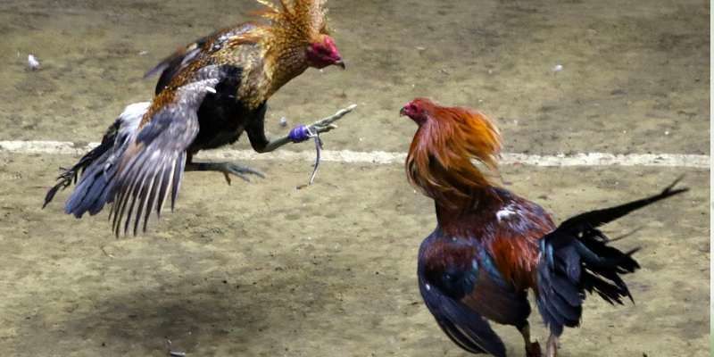 Phân tích thời điểm đặt cược và quan sát kèo hiệu quả trực tuyến