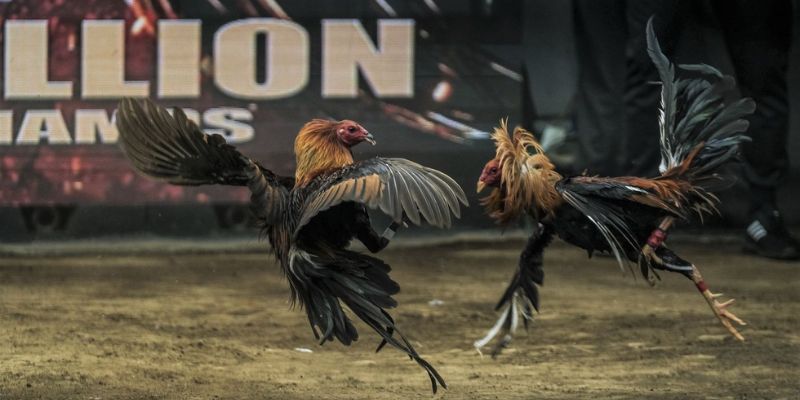 Các hình thức trực tuyến hấp dẫn nhất trên trang web đá gà